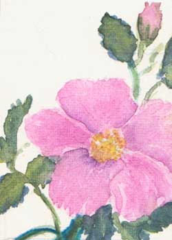 "Wild Rose" by Marilyn Knipfer, Deerfield WI - Watercolor